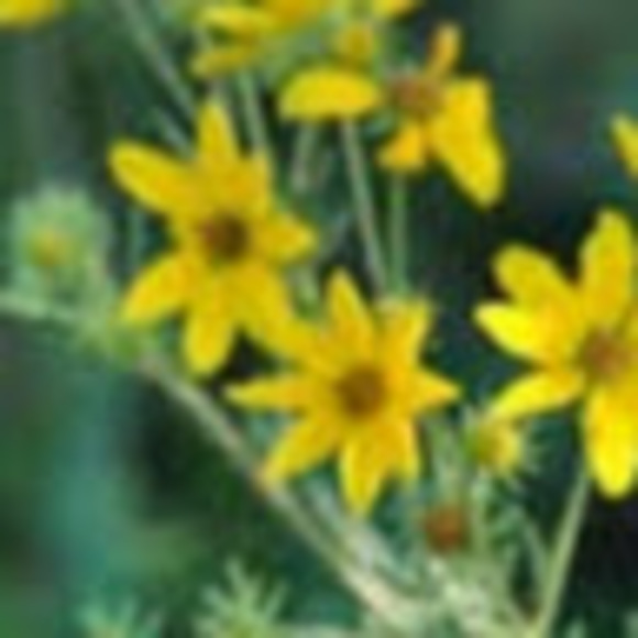 Meet your Posher, Colleen - Picture 1 of 1